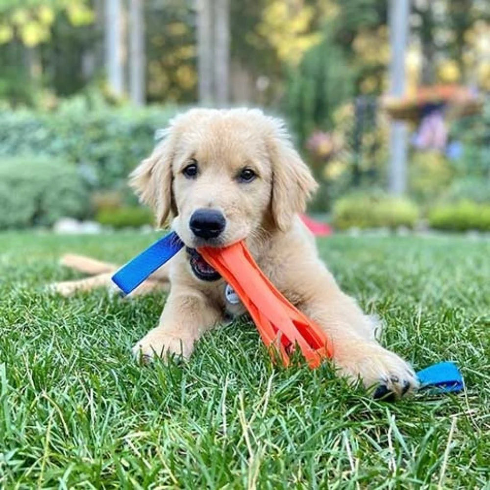 Chuckit! Breathe Right Bumper Dog Toy