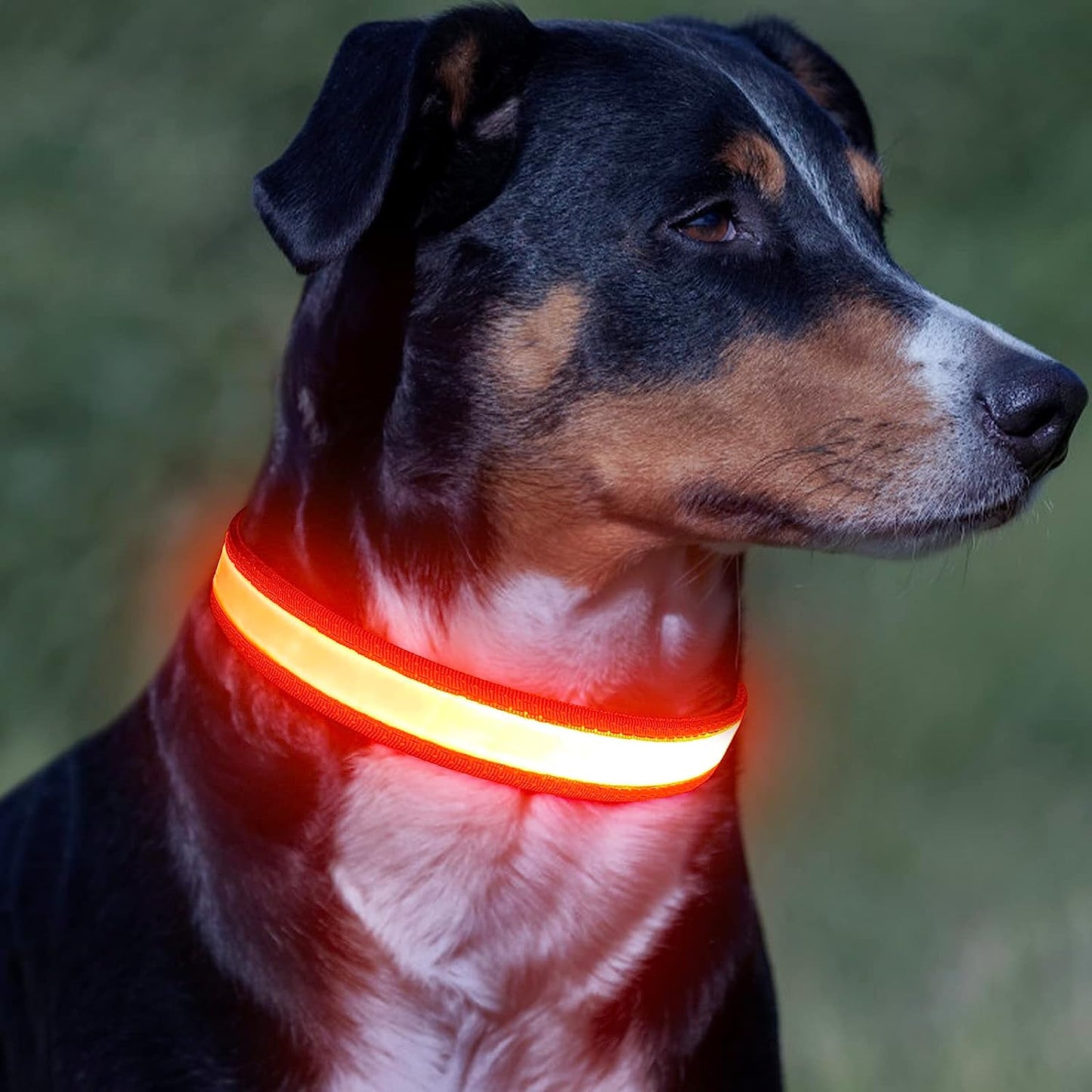 Super Bright LED USB Rechargeable Dog Collar